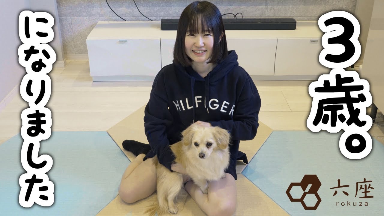 【犬】お誕生日なので大量におもちゃ買って遊びましょ！【六座】