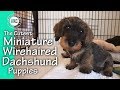 The Cutest Miniature Wirehaired Dachshund Puppies