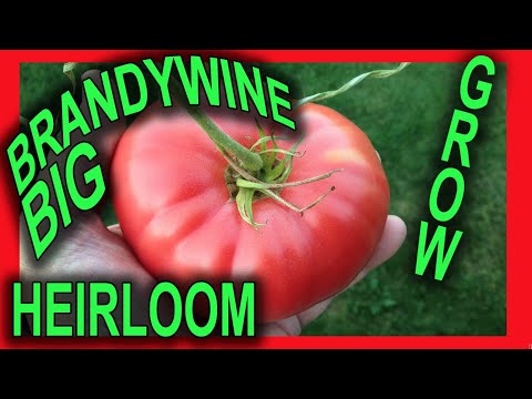 🔴  How to grow BRANDYWINE TOMATOES in RAISED GARDEN TOWER.  HEIRLOOM TOMATOES - rich, loud, + spicy!