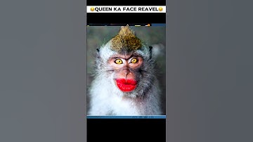 Queen Ka Face Revel😂 - para SAMSUNG A3,A5,A6,A7,J2,J5,J7,S5,S6,S7,SA10,A20,A30,A50,A70 /// FREEFIR