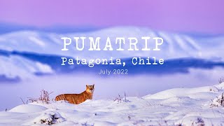 Lukas Zeman: Expedition Puma - Patagonie, Chile (July 2022) 4K