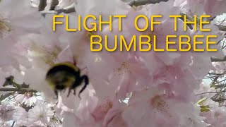 Flight of the Bumblebee - GoPro HD - Super Slow Motion