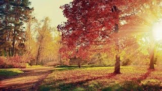 W. A. Mozart- Clarinet Quintet in A major, K.581 ( 1. Allegro)