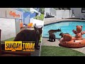 Mama bear and cubs enjoy spa day in California backyard