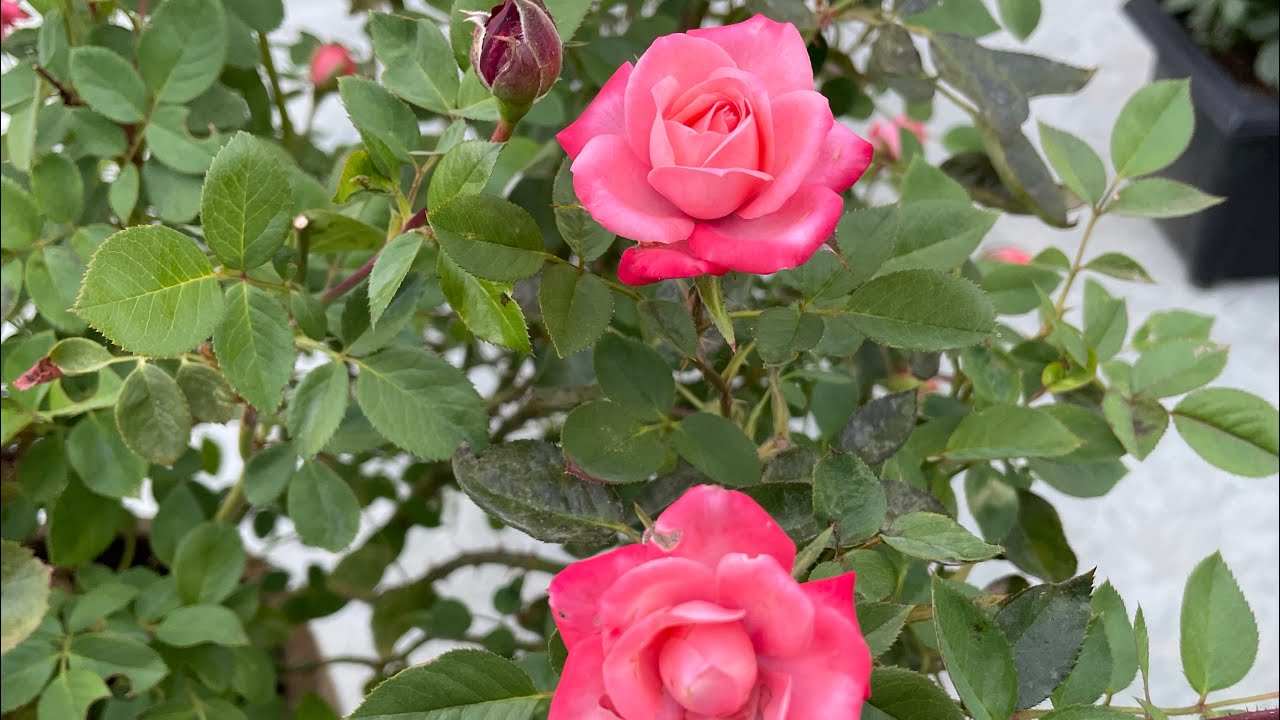 痊愈的微月开花了| Recovered Miniature Roses Bloom Again - YouTube
