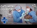 Vet Swabs Cats As Owner Suspects It Could Be COVID-19! | Full Episode | BRAND NEW SEASON | Bondi Vet