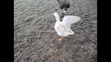 Pourquoi avoir une oie dans son jardin