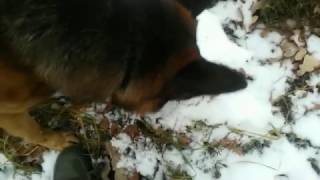 Нашли с собакой нору с рыбой внутри смотри до концаthe dog found a hole in which was the fish Нашли с собакой нору с рыбой внутри смотри до концаthe dog found a hole in which was the fish