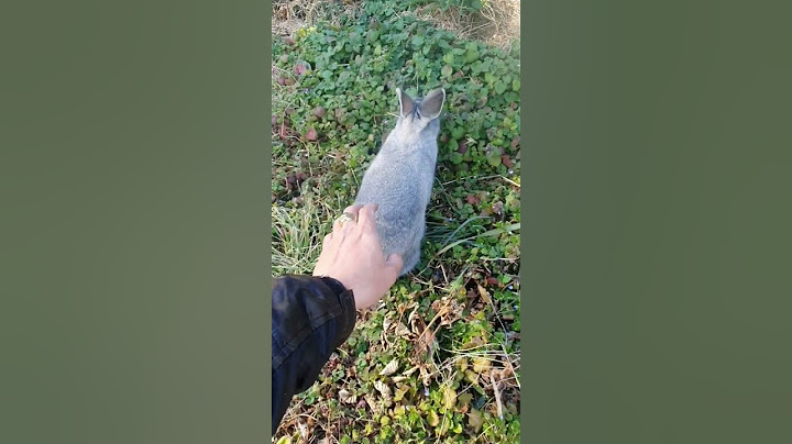 Catching Rabbit with bare hands?