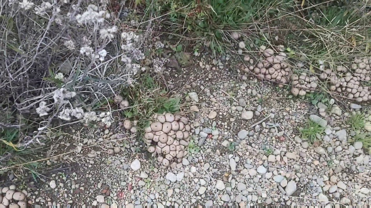 Puffball Mushrooms (Vancouver Island)