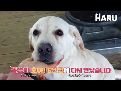 6년만에 만난 그때 그 천재견 <strong>호야</strong>
