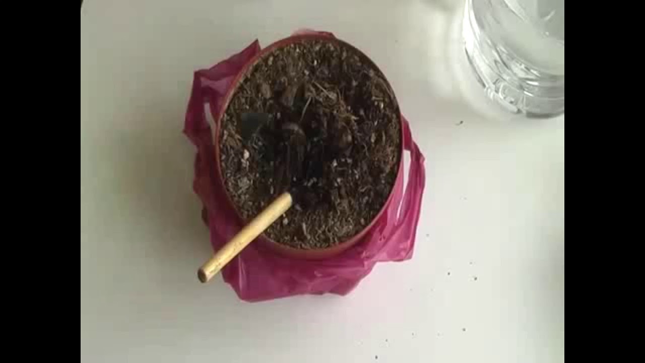 капли цикламена инструкция по применению