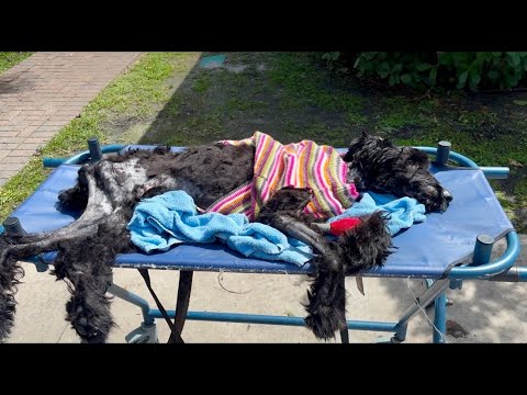 ‘Justice for Bibi’: Reward offered after dog found severely abused in Lauderdale Lakes