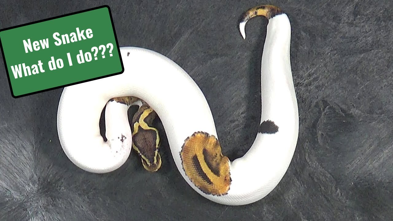 Recieving a new ball python here is what to do youtube