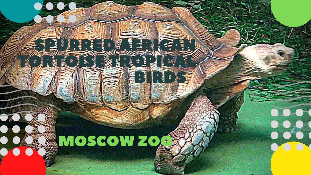 Московский зоопарк март 2024