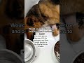 #donate to the PayPal link in the bio for food and treatment any donation counts #
