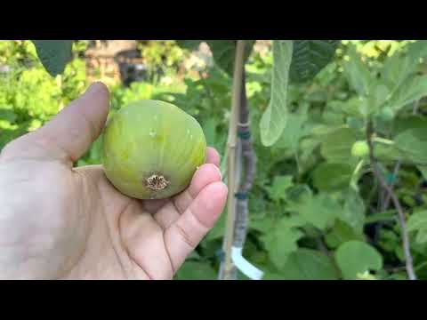 Harvest and taste