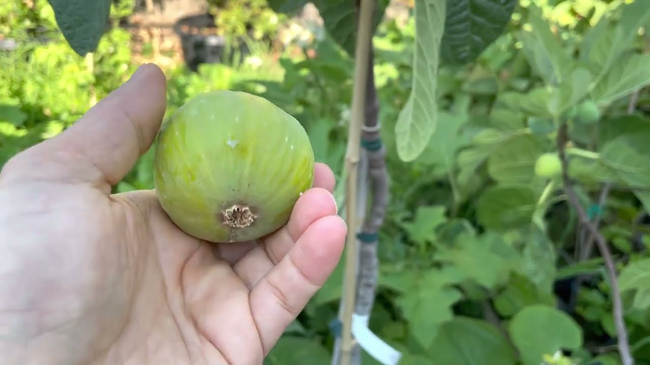 Harvest and taste Test kadota fig