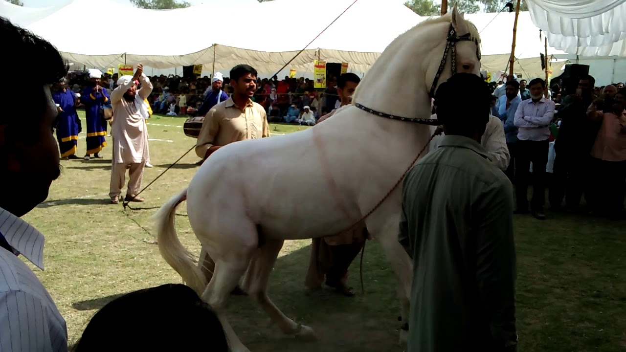 bzu multan kisan dost mela horse dance - YouTube