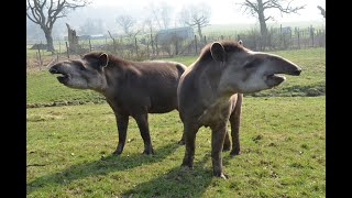 Tapir Fact File
