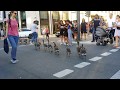 Канадские гуси шагают по королевской улице