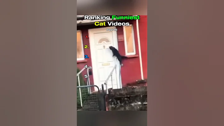 Video 11778861: cat funnycats, funniest cats, cat pure, best cat