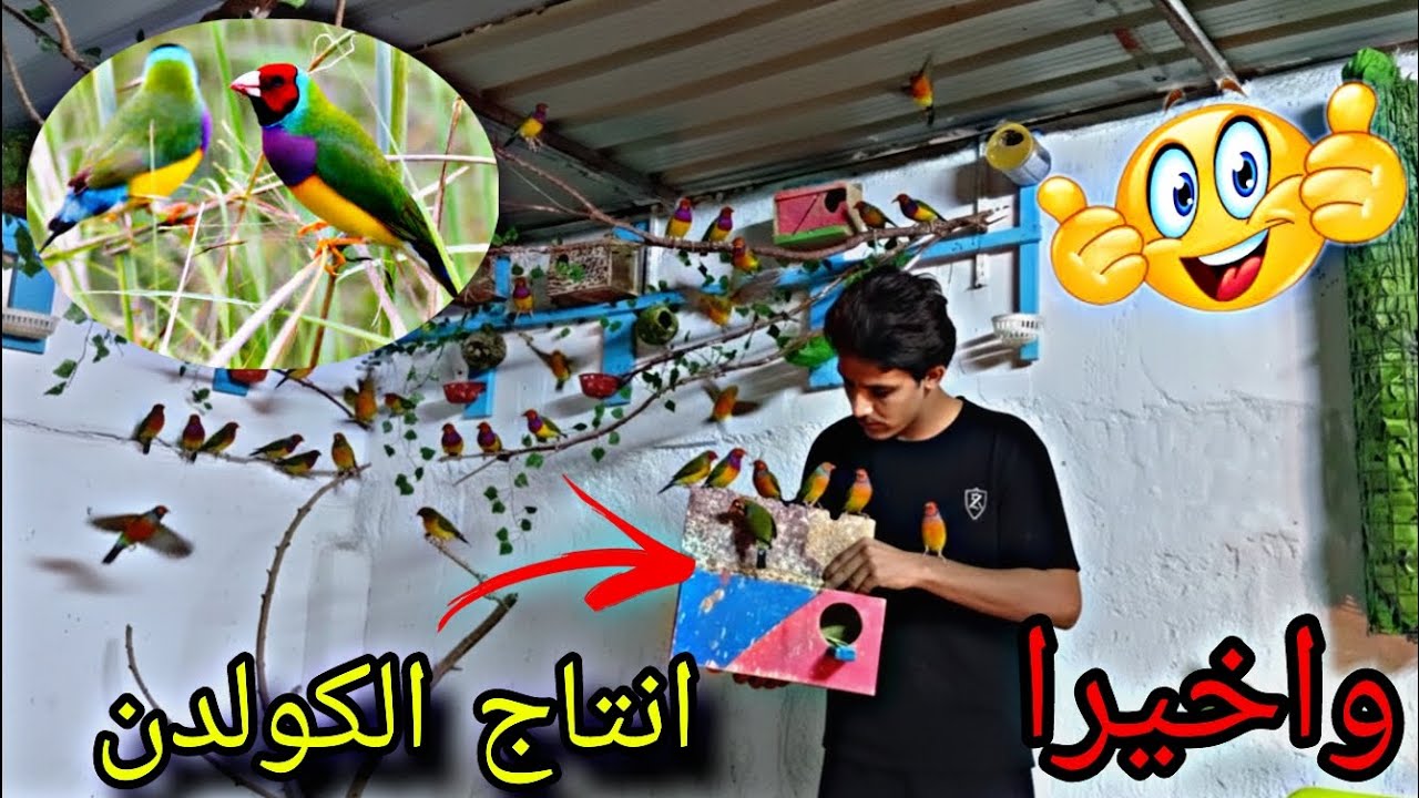 واخيرا انتاج الكولدن 🐦