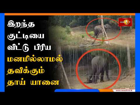 இறந்த குட்டியை விட்டு பிரிய மனமில்லாமல் தவிக்கும் தாய் யானை
