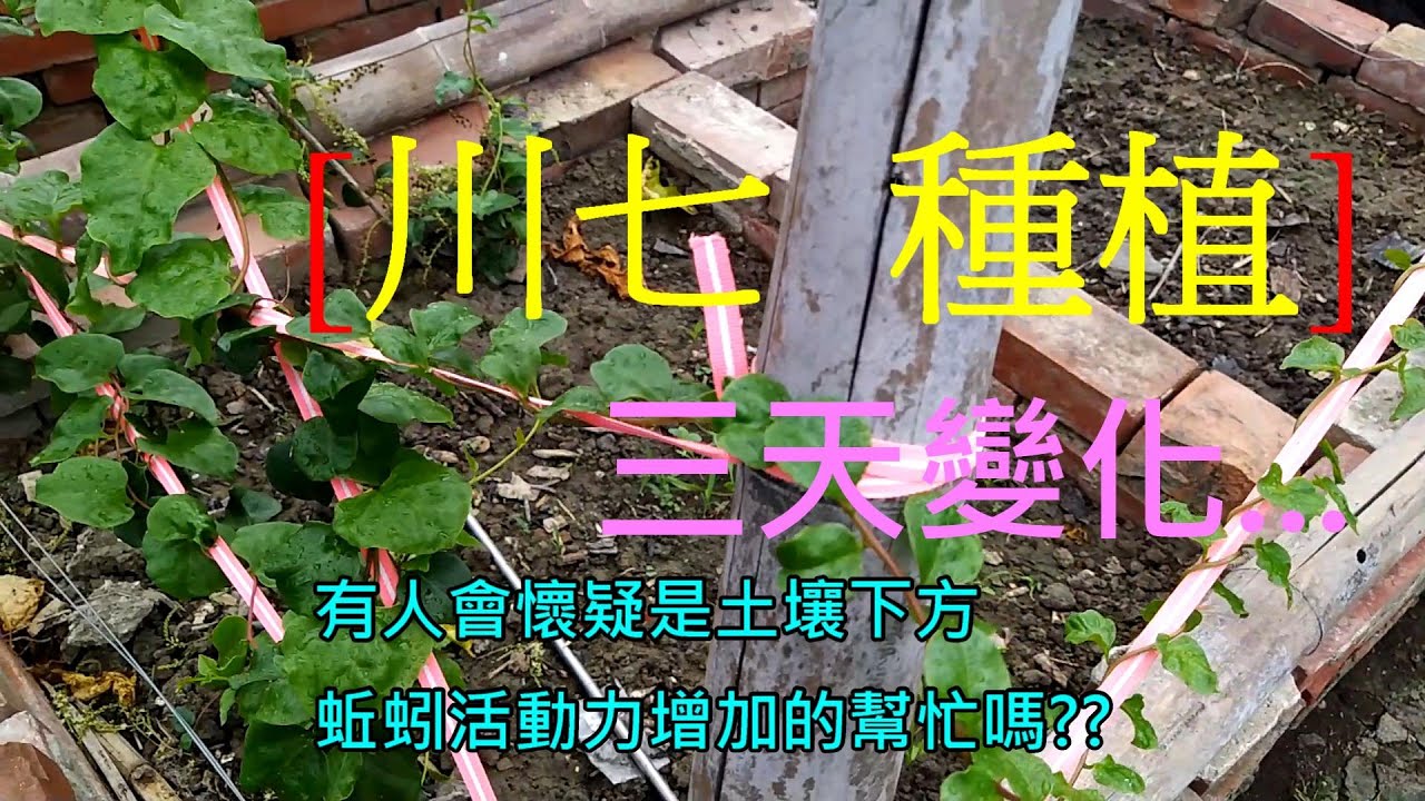 [川七種植]03 摘花 摘心完 三天後馬上產生大變化 這樣嫩化與量化 是否可行... - YouTube