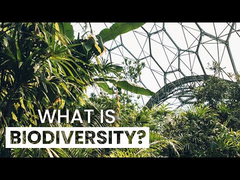 Why Is Biodiversity So Important? | Eden Project