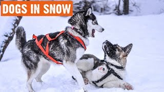 Funny Dogs In Snow Compilation | 1/2019 by I Love My Dog 42 views 5 years ago 5 minutes, 31 seconds