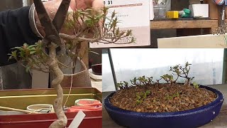 挿し木利用 Bonsai 皐月盆栽 Satsuki Bonsai 挿し木利用 Bonsai 皐月盆栽 Satsuki Bonsai