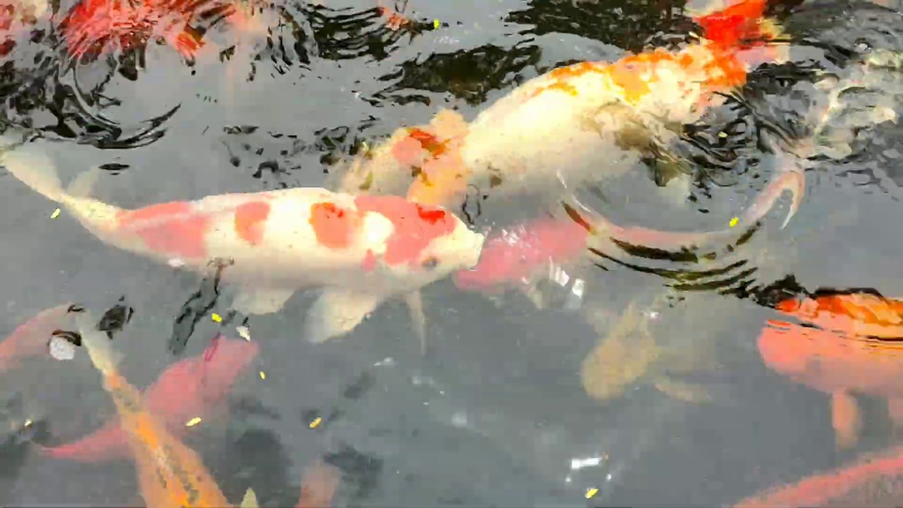 Ikan di Kolam - YouTube