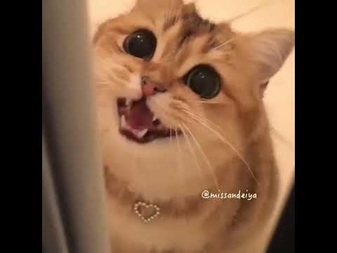 قطط-روعة-||-cute-cat---2018-😍