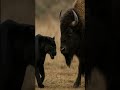 #gorillavslion  #CrocodileVsTiger #AnimalStrength #WildPower  #Shorts #Viral #animalstrength