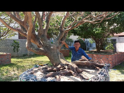 Video siêu phẩm mai vàng tây sơn đất võ hữu duyên về vườn... - youtube