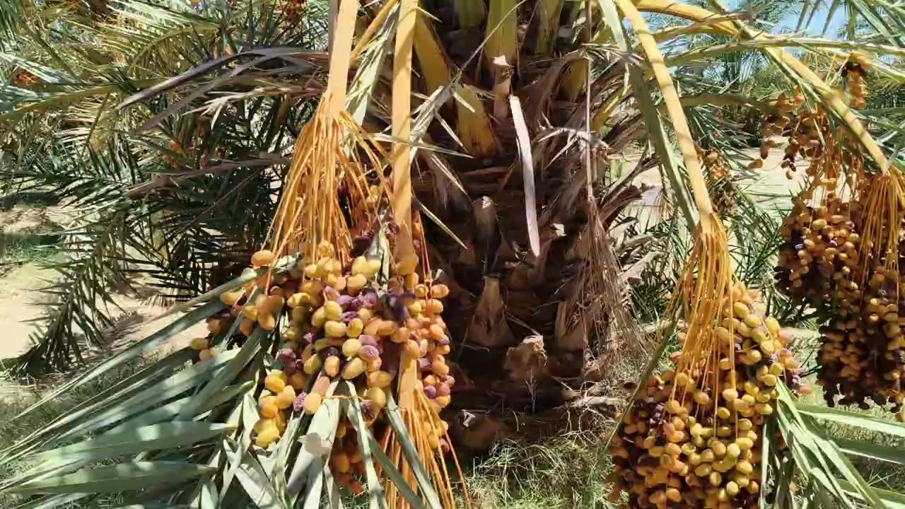 ثلاث فدادين متقنين في قريه الحاره الواحات البحريه