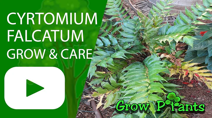 Cyrtomium falcatum - grow & care  (Japanese holly ...