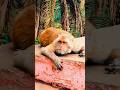 Lazy Monkey Monkey Phonk Beats Dnb Remix Music Natureforest Musicgenre Animals Trending Lazy Monkey Monkey Phonk Beats Dnb Remix Music Natureforest Musicgenre Animals Trending