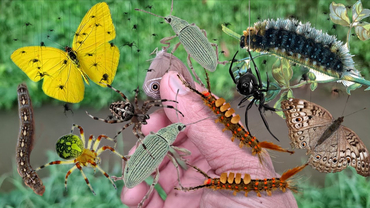 Catch beetle, butterfly, caterpillar, spider