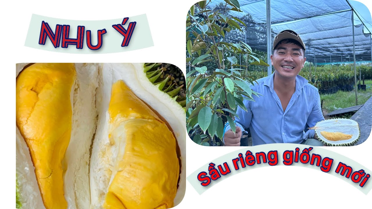 Cây Sầu riêng giống mới NHƯ Ý - Hoa kiểng Cái Mơn, Chợ Lách- Ngọc Ngân Bến Tre 0386569374