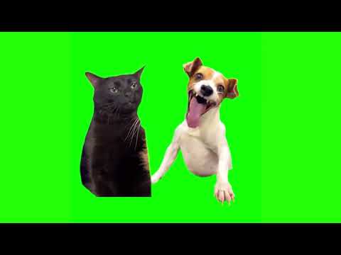 Green Screen Laughing Dog Meme | Green Screen