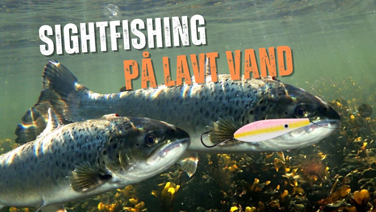 Havørredefiskeri om vinteren på lavt vand 🎣