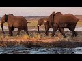 Witnessing Wildlife, Chobe National Park, HoneyBadger Travel & Tours from Mason O. 🐘