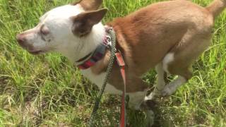 Sedona, 1Yr Old Female Red Heeler Mix For Adoption In Mn