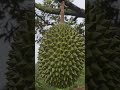 5角星猫山王VS无星猫山王 #durian #food #blackthorndurian ＃musangking