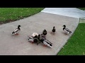 Bird Eats Ducks