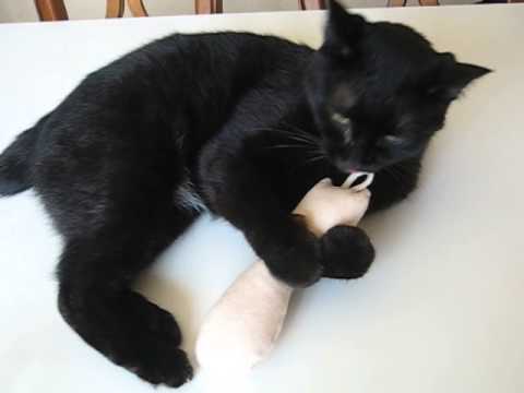 けりけり棒と猫ノア Youtube けりけり棒と猫ノア Youtube