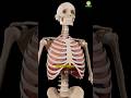 Most Important Topics for Government Pharmacist Exam - Heart