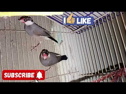 Meet my adorable java sparrows/ Java finch#bilalaliumarvlogs
